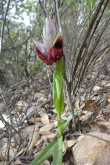Serapias cordigera