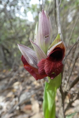 Serapias cordigera