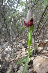 Serapias cordigera