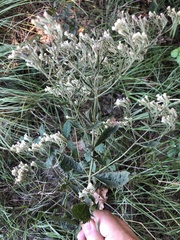 Eupatorium semiserratum