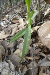 Serapias cordigera