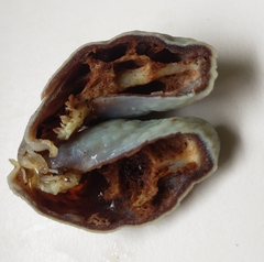 Clavogaster virescens