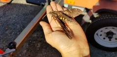 Cocytius antaeus