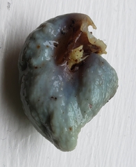 Clavogaster virescens