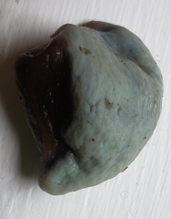 Clavogaster virescens