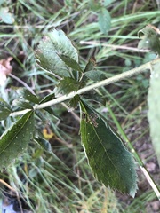 Eupatorium semiserratum