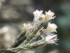 Eupatorium semiserratum