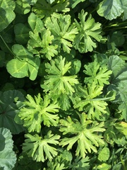 Geranium dissectum