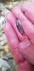 Poeciliidae