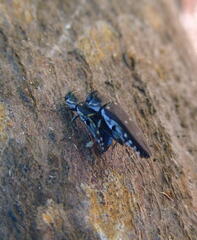 Agrilus