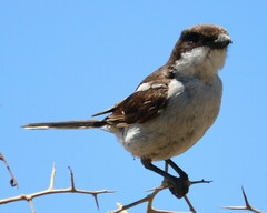 Lanius collaris collaris