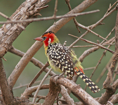 Trachyphonus erythrocephalus