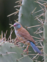 Uraeginthus cyanocephalus