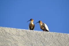 Theristicus melanopis