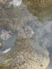 Tripneustes ventricosus