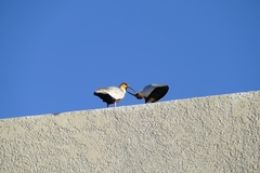 Theristicus melanopis