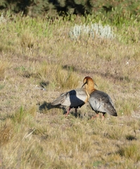 Theristicus melanopis