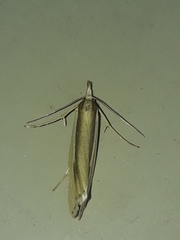 Orocrambus