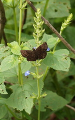 Staphylus