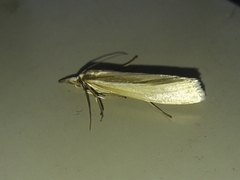 Orocrambus
