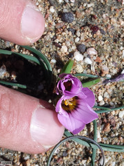 Romulea vlokii