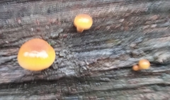 Flammulina