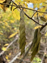 Cercis canadensis