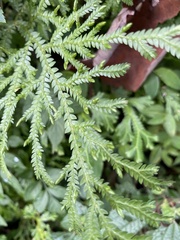 Selaginella