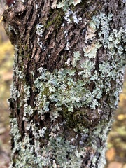 Cercis canadensis