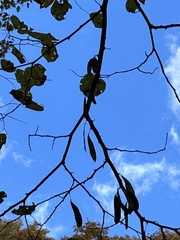 Cercis canadensis