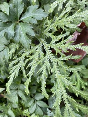 Selaginella