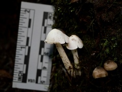 Entoloma sericellum