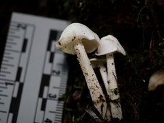Entoloma sericellum
