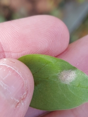 Mycosphaerella isariphora