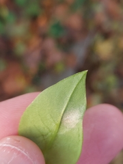 Mycosphaerella isariphora