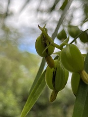 Epidendreae