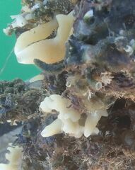 Calcarea