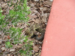 Crotalus molossus nigrescens