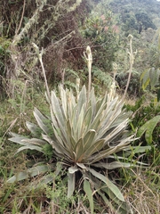 Espeletia occidentalis