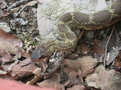 Crotalus molossus nigrescens