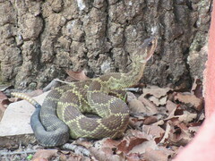 Crotalus molossus nigrescens