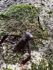 Acanthocephala heissi