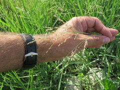 Panicum repens
