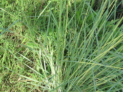 Panicum repens