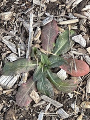 Lactuca serriola