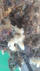 Calcarea