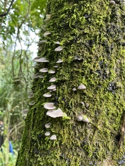 Crepidotus applanatus