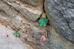 Pellaea atropurpurea