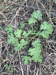 Callirhoe involucrata