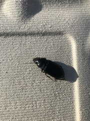 Harpalus caliginosus